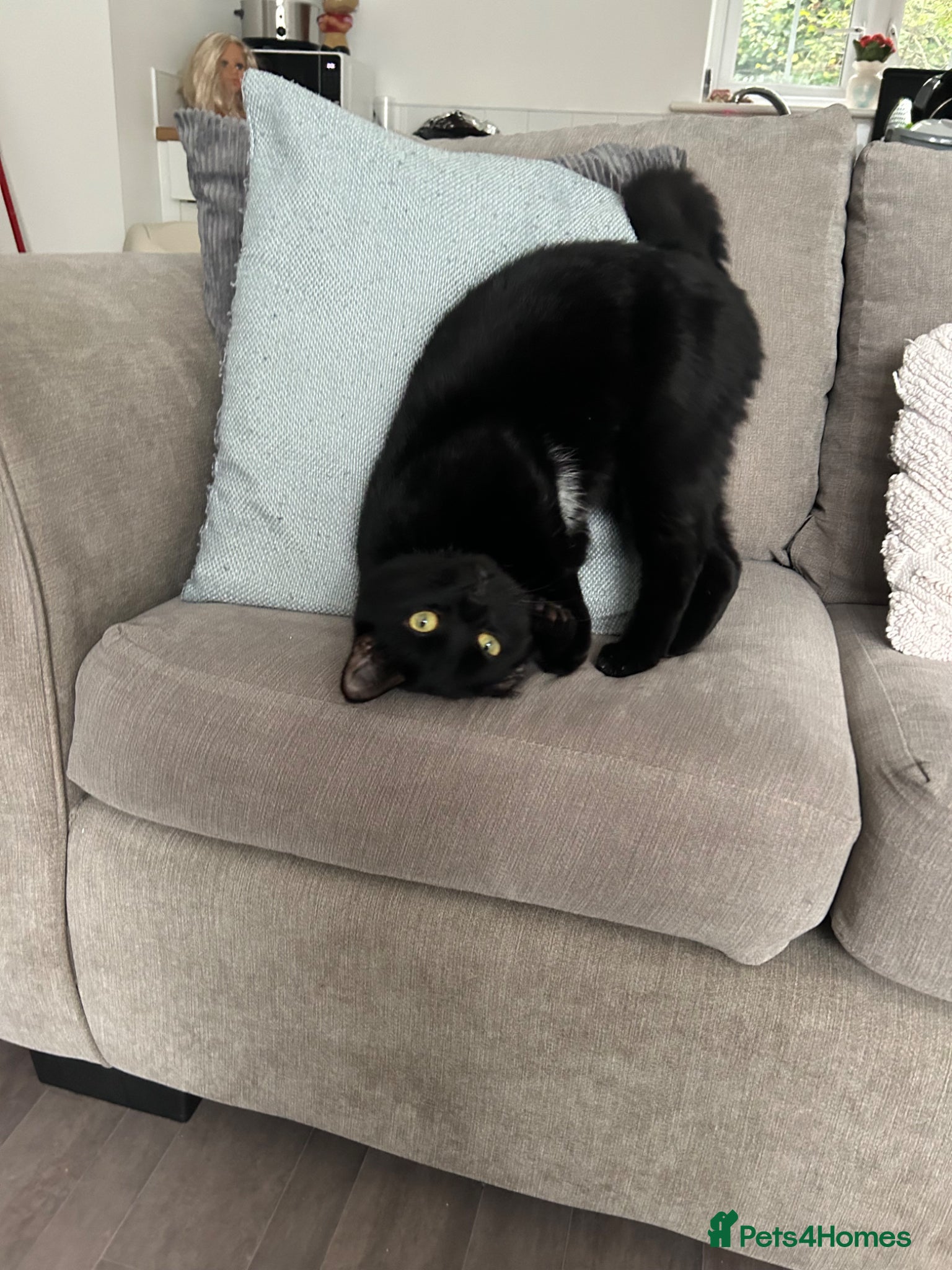 Domestic Shorthair cats Loving cat  - Advert 1