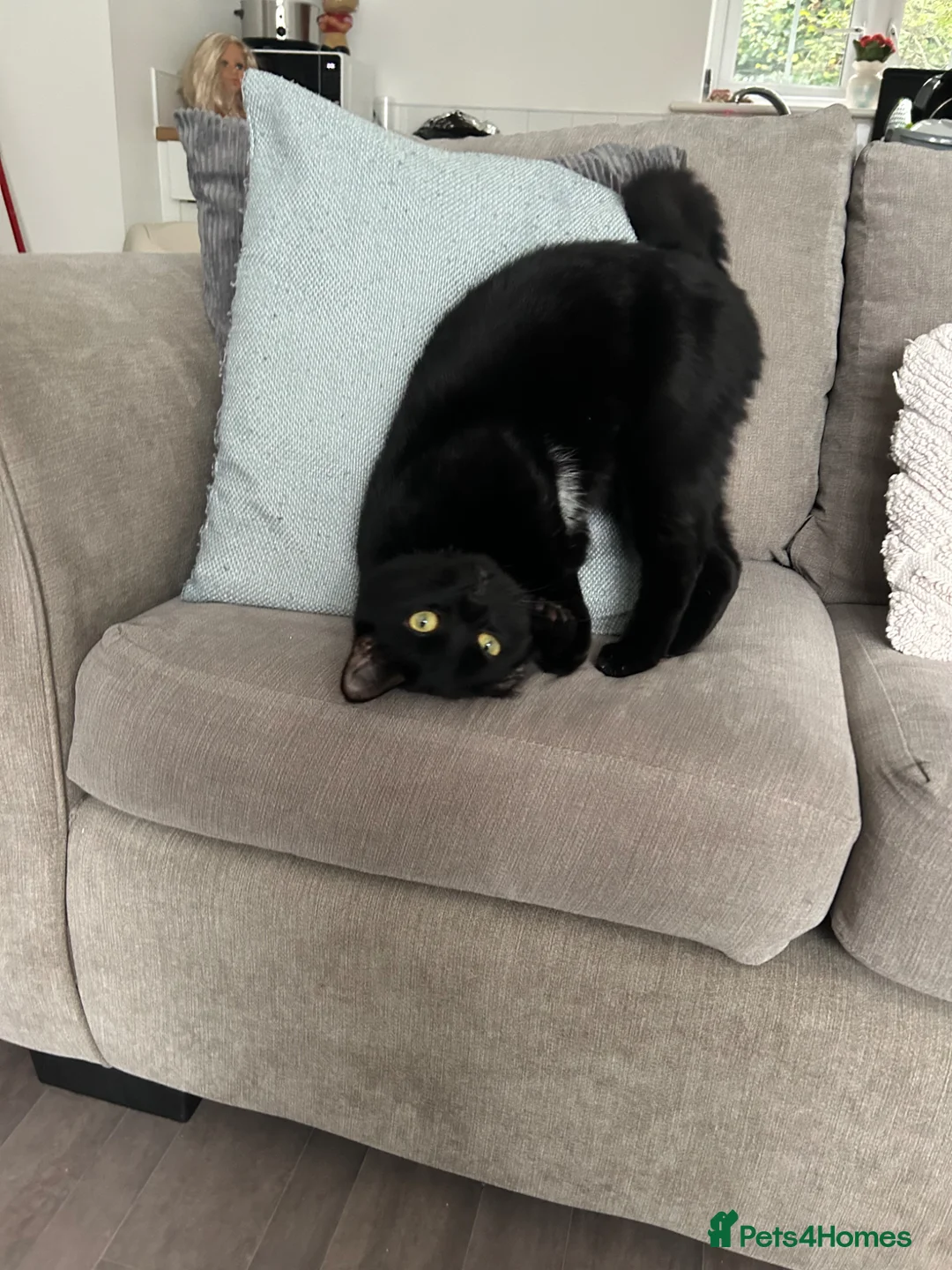 Domestic Shorthair cats for sale: Loving cat  - Advert 1