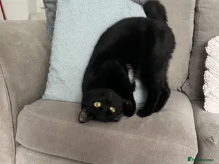 Domestic Shorthair cats Loving cat - Advert 1