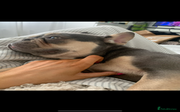 French Bulldog dogs for sale: Mother and daughter to be homed separately  - Image 4