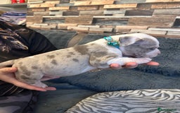 American Bully dogs for sale: 🐾 ABKC Registered Micro/Pocket Bully Puppies! 🐾 - Image 22