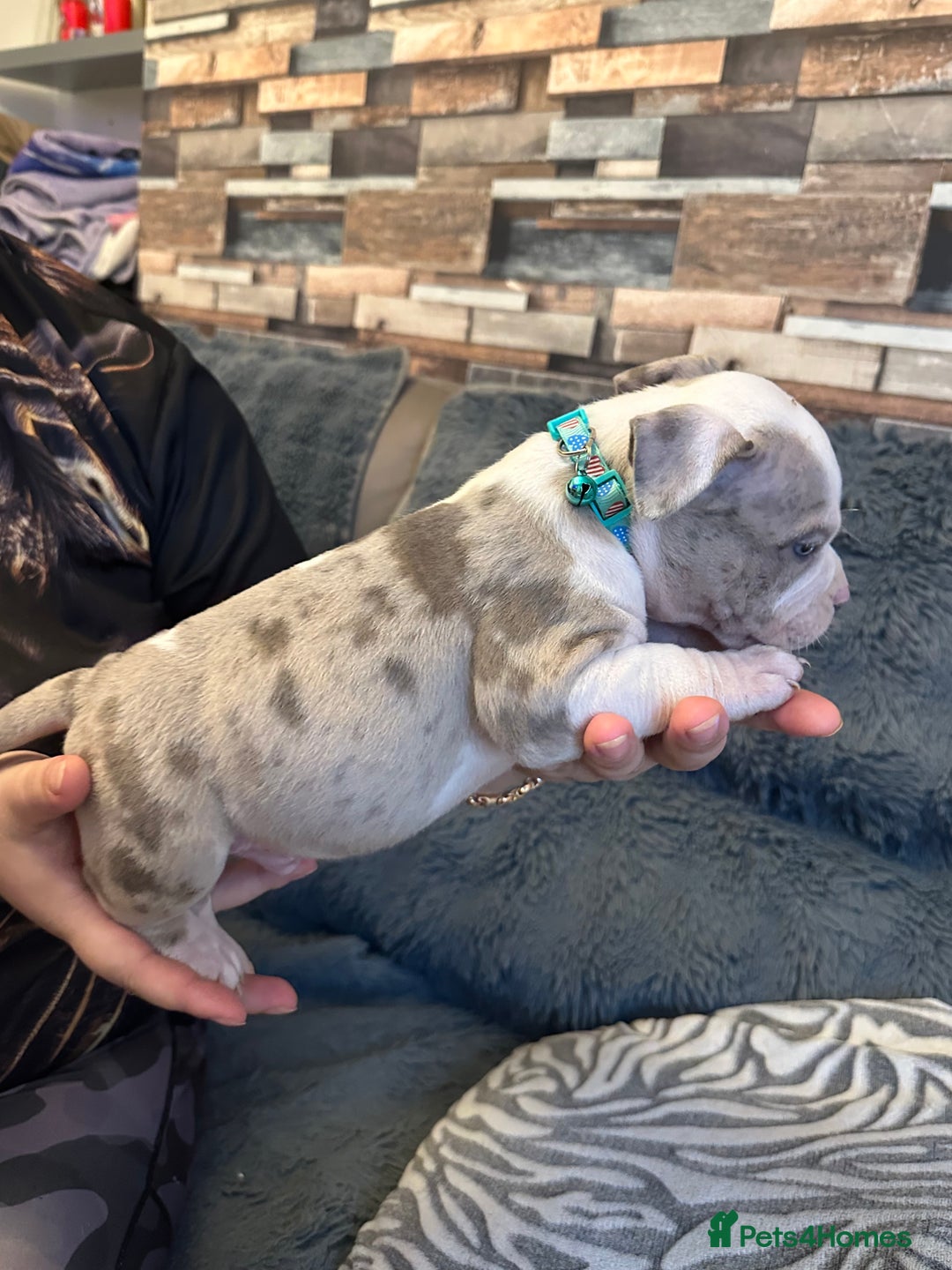 American Bully dogs for sale: 🐾 ABKC Registered Micro/Pocket Bully Puppies! 🐾 - Image 22