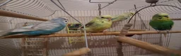 Budgerigars birds for sale: 4 Budgies in Birmingham - Advert 5