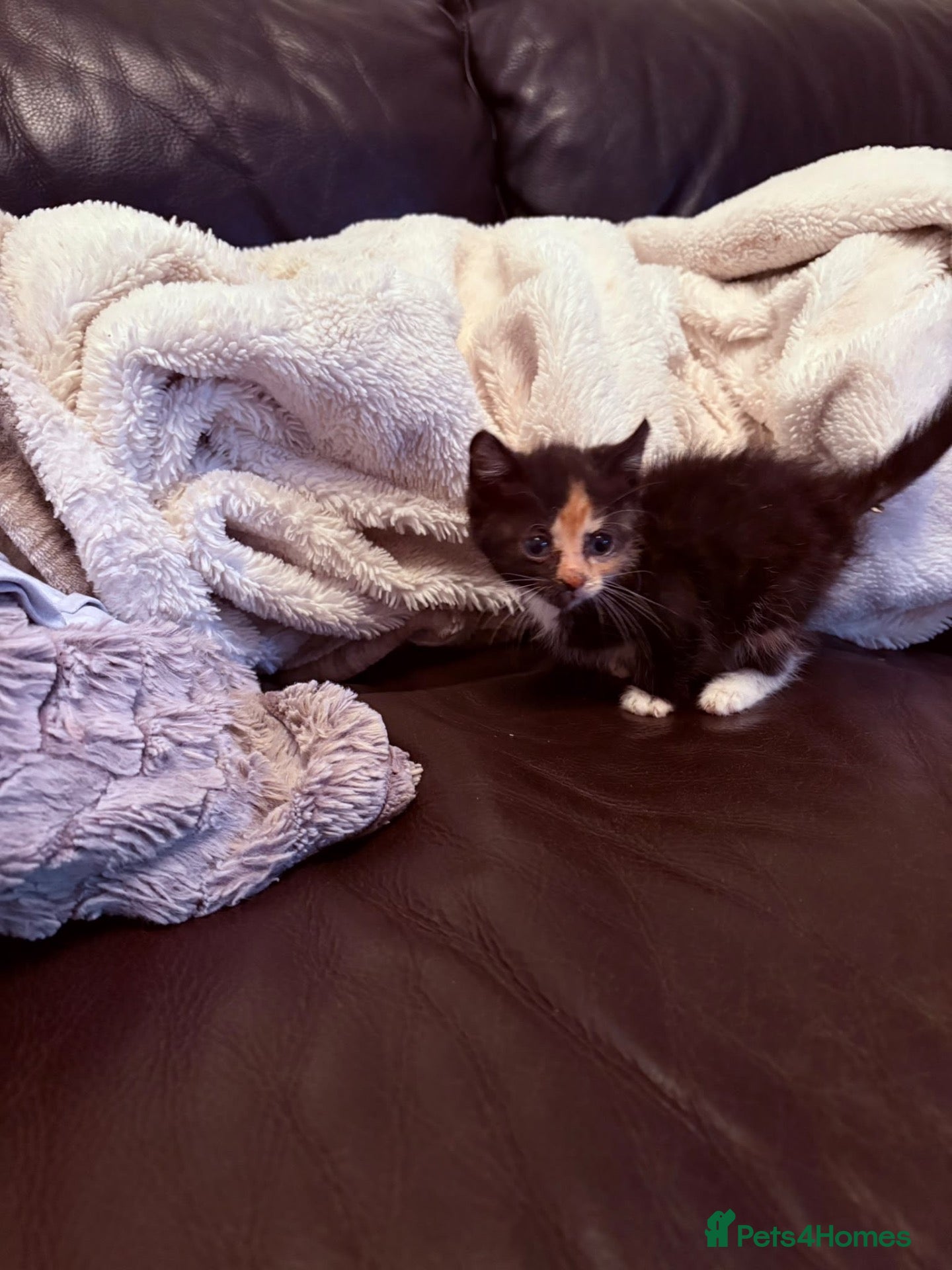 Mixed Breed cats for sale: Beautiful kittens - Advert 5