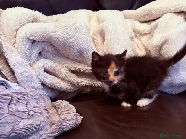 Mixed Breed cats for sale: Beautiful kittens - Advert 8