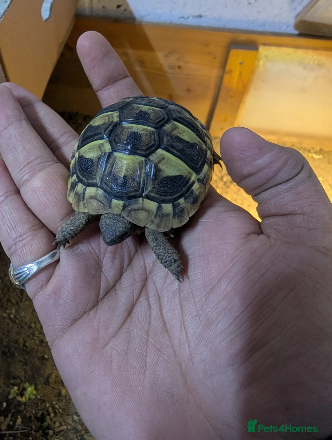 Tortoise reptiles for sale: Baby Tortoise 2025 Hatched  - Advert 8