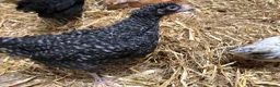 Chickens poultry for sale: Happy healthy pullets. - Advert 7