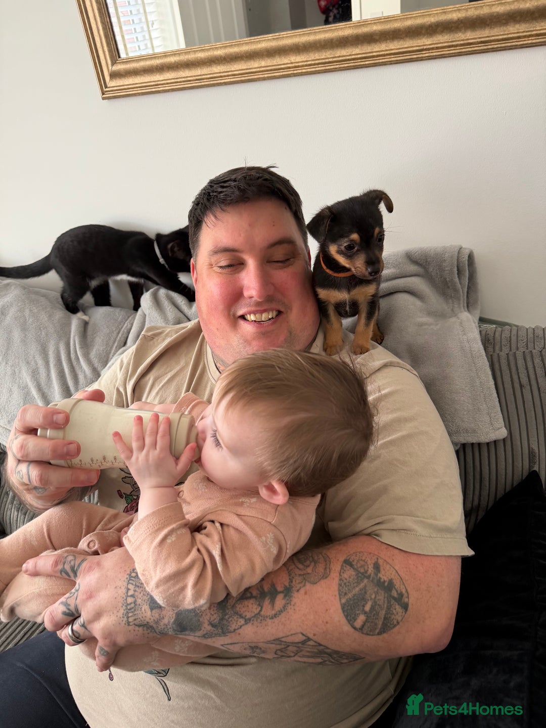 Mixed Breed dogs for sale: Lila  - Advert 5