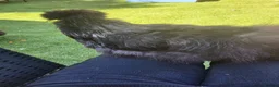 Chickens poultry for sale: 3 bearded silkie cockerels  in Cardiff - Advert 3