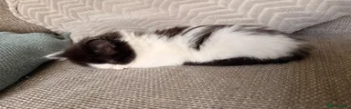She is affectionately known as cow