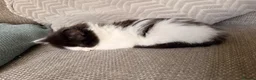 British Longhair cats for sale: Chunky long haired kittens  - Advert 4