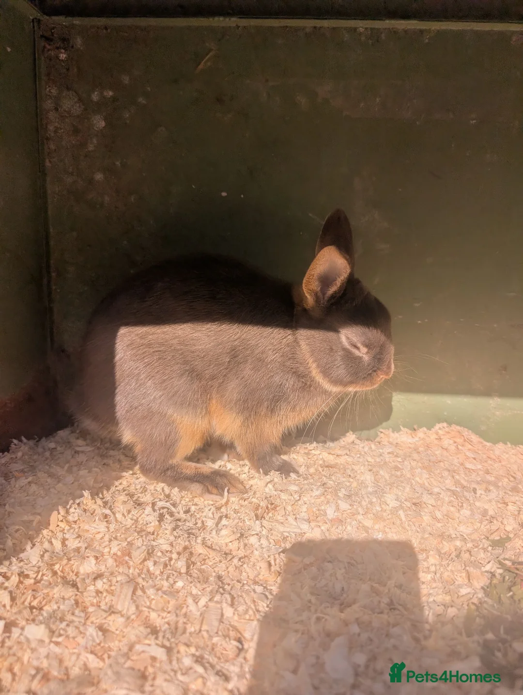 Netherland Dwarf rabbits for sale: Netherland dwarfs  - Advert 1