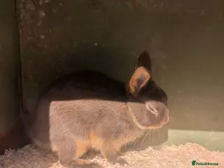 Netherland Dwarf rabbits Netherland dwarfs - Advert 2