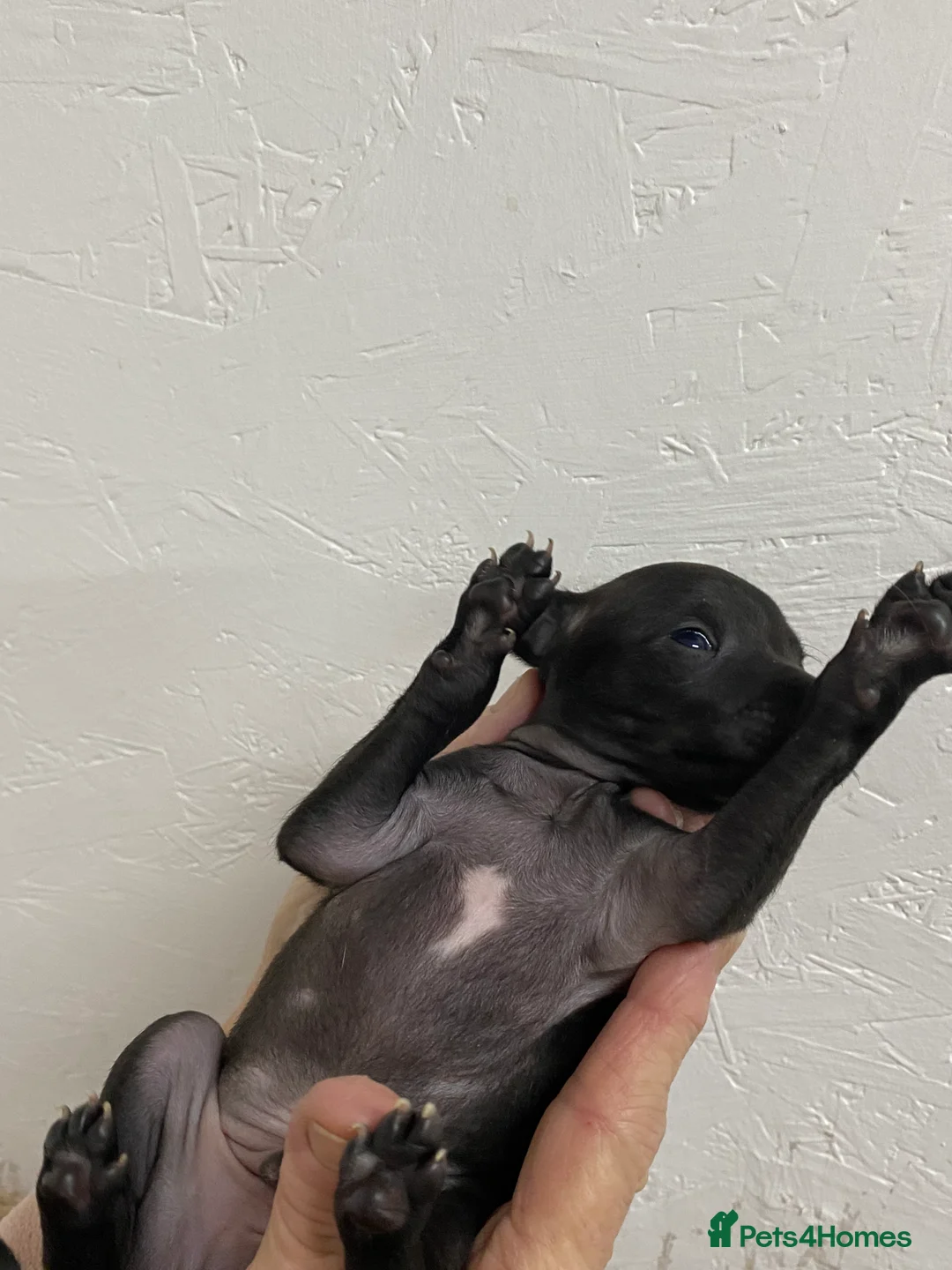 Italian Greyhound dogs for sale: Beautiful Italian Greyhound Puppies - Advert 8