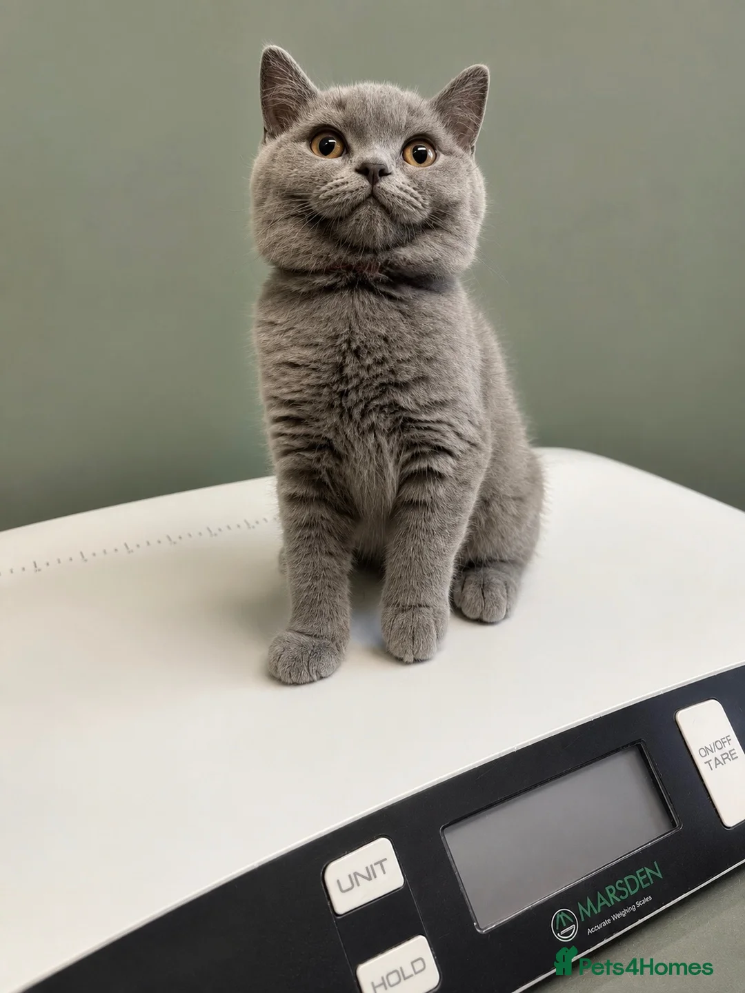 British Shorthair cats for sale: READY NOW 💙 Blue British Shorthair Kittens 💙 - Advert 1