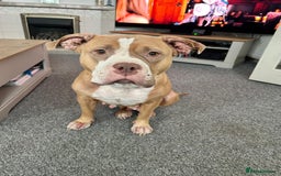 Mixed Breed dogs for sale: Very small bully looking for forever home - Image 5