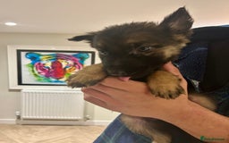 German Shepherd dogs for sale: Blue line German Shepherd’s - Ready today!  - Advert 19