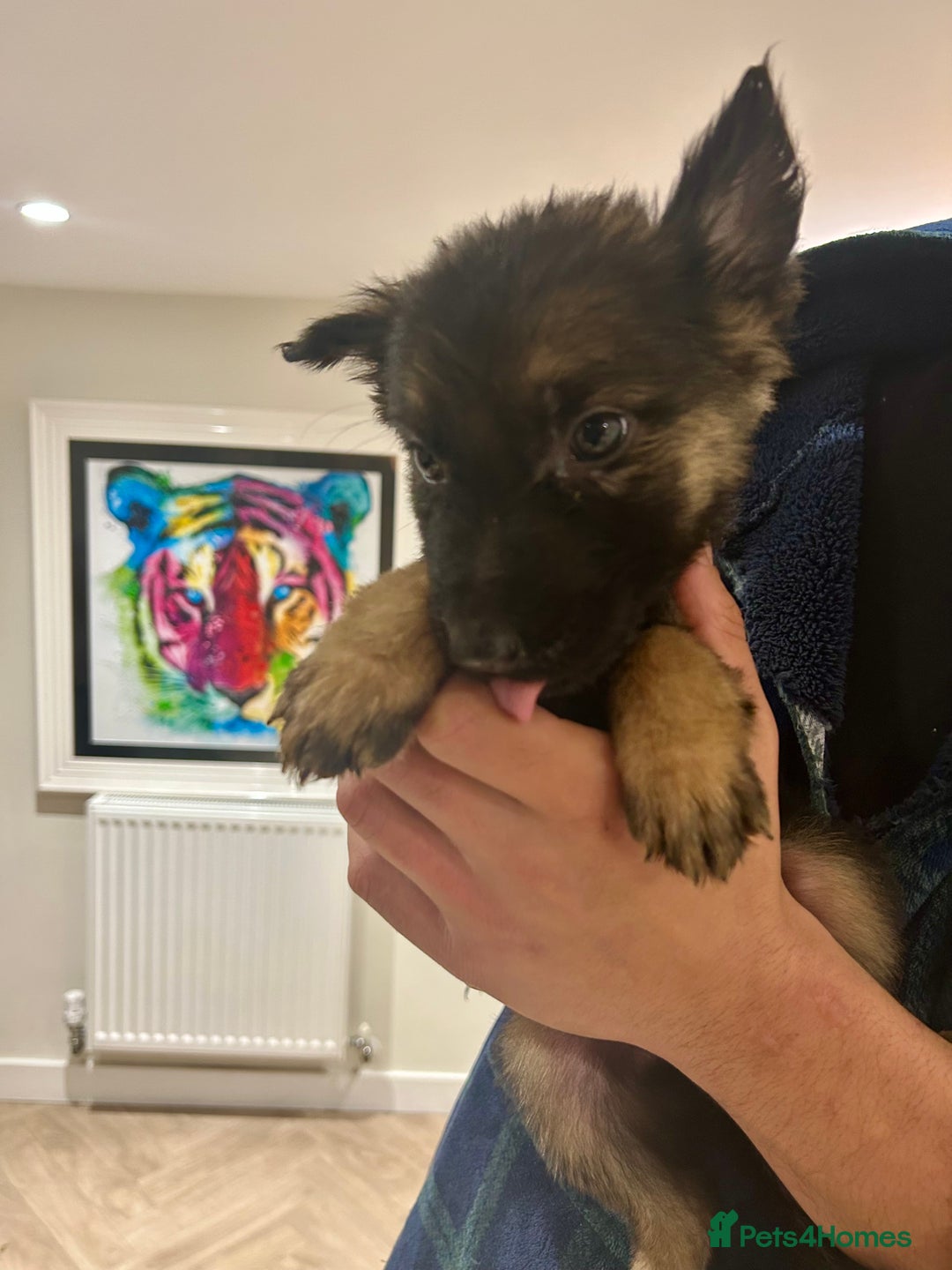 German Shepherd dogs for sale: Blue line German Shepherd’s - Ready today!  - Advert 19