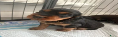 Cocker Spaniel 2