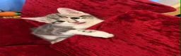Domestic Shorthair cats for sale: Kittens friendly  - Advert 6