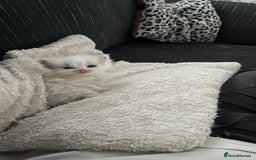 Ragdoll cats for sale: 4xfemales , 1xmale - Advert 16