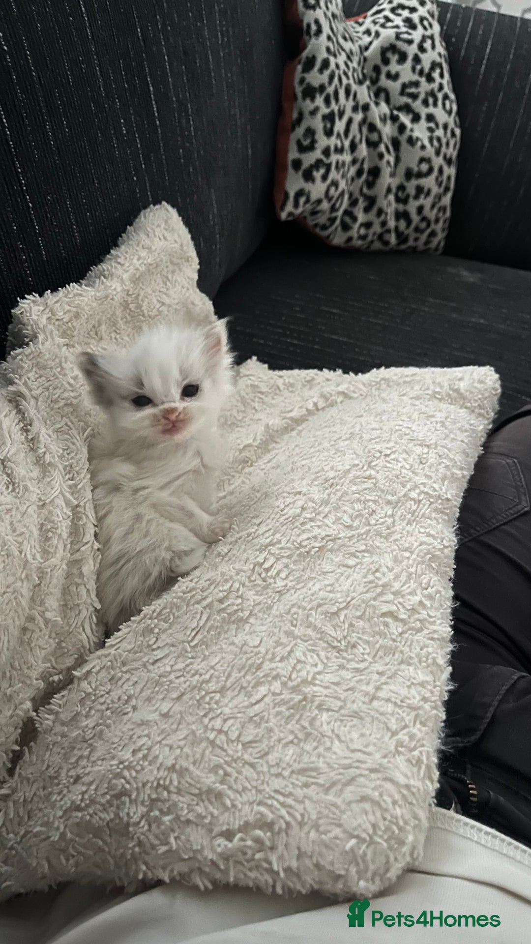 Ragdoll cats for sale: 4xfemales , 1xmale - Advert 16