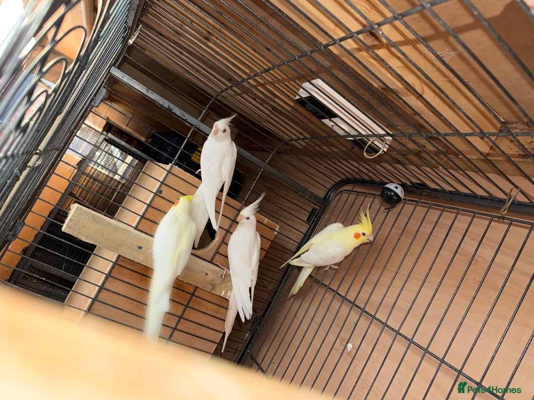 Cockatiels birds for sale: Pair cockatiel - Advert 10