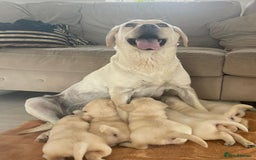 Labrador Retriever dogs for sale: Adorable Labradoodle Puppies for Sale. - Image 1