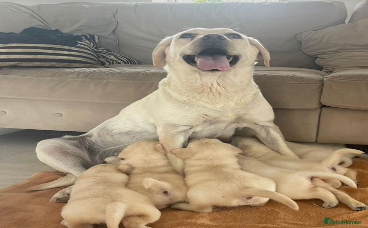 Labrador Retriever dogs - Advert 4