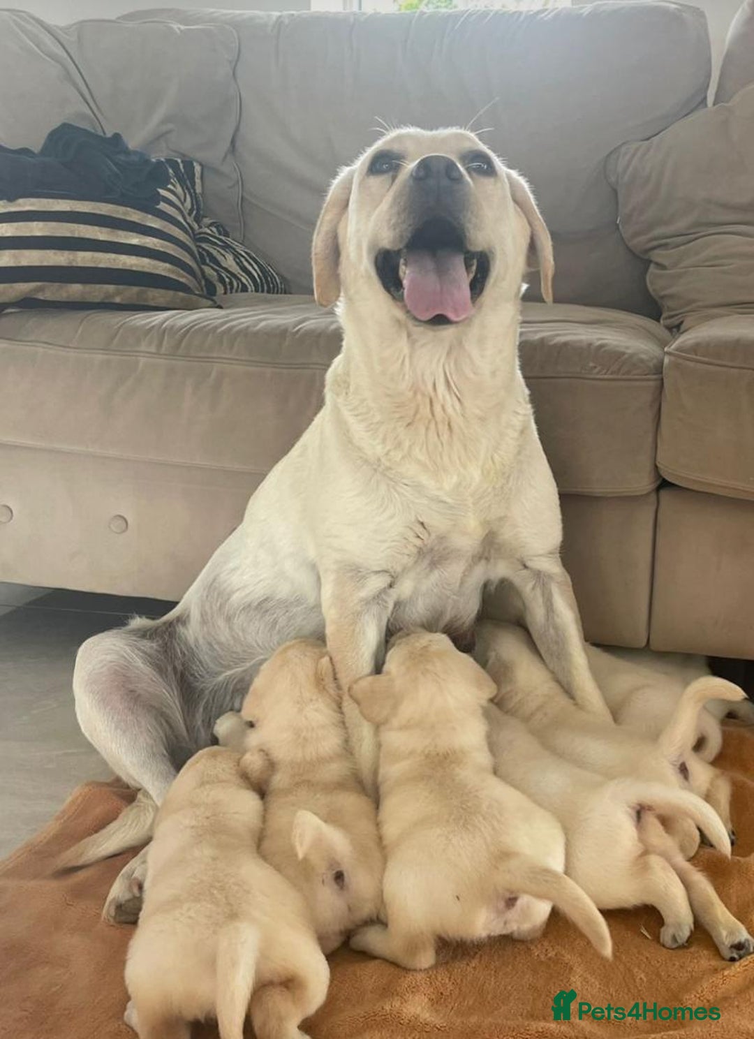 Labrador Retriever dogs for sale: Adorable Labradoodle Puppies for Sale. - Image 1