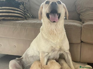 Labrador Retriever dogs for sale - Advert 1