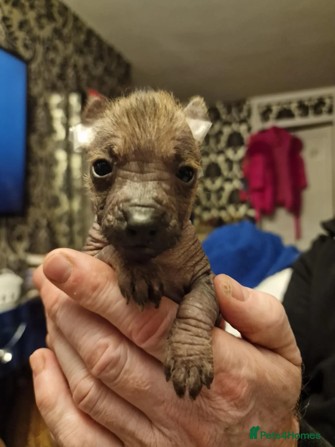 Mexican Hairless dogs for sale: 1 mini girl naked 1400 - Advert 19
