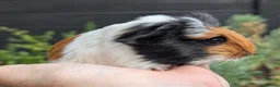 Guinea Pig rodents for sale: Gorgeous Guinea pig pups - Advert 13