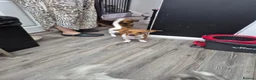 Miniature Dachshund dogs for sale: Female sausage dog - Advert 5