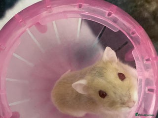 Hamster rodents Syrian Dwarf Hamster - Advert 7