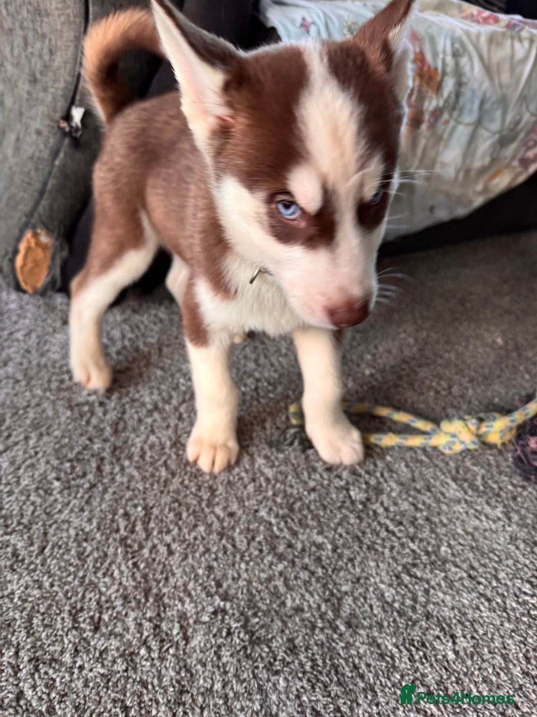 Siberian Husky dogs for sale: Siberian husky boys  - Advert 18