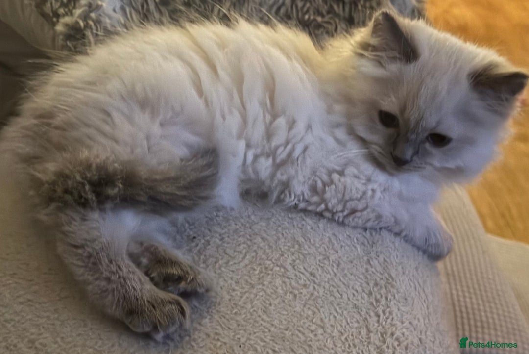 Ragdoll cats for sale: Beautiful Ragdoll - Image 6