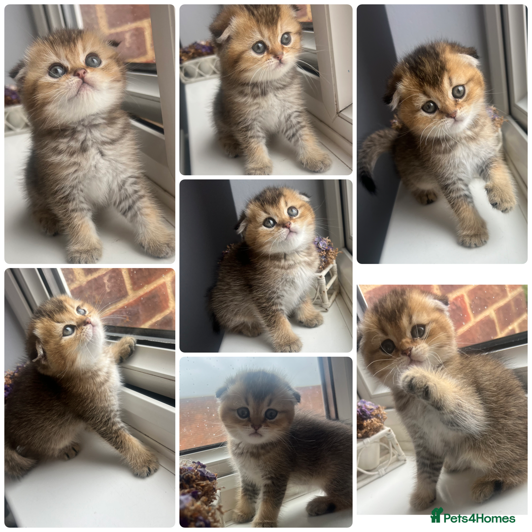 Scottish Fold cats for stud: Inter-champion SFLH straight male stud only  - Image 9