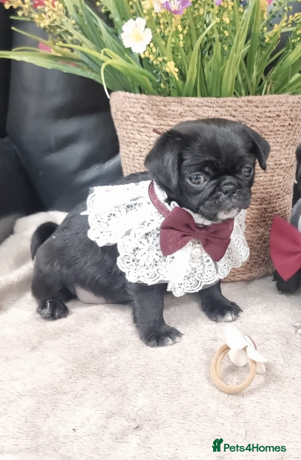 Pug dogs Adorable Pug puppies  - Advert 3