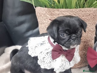 Pug dogs Adorable Pug puppies - Advert 3