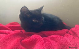 British Shorthair cats for sale: Beautiful kittens looking for new home  - Image 19