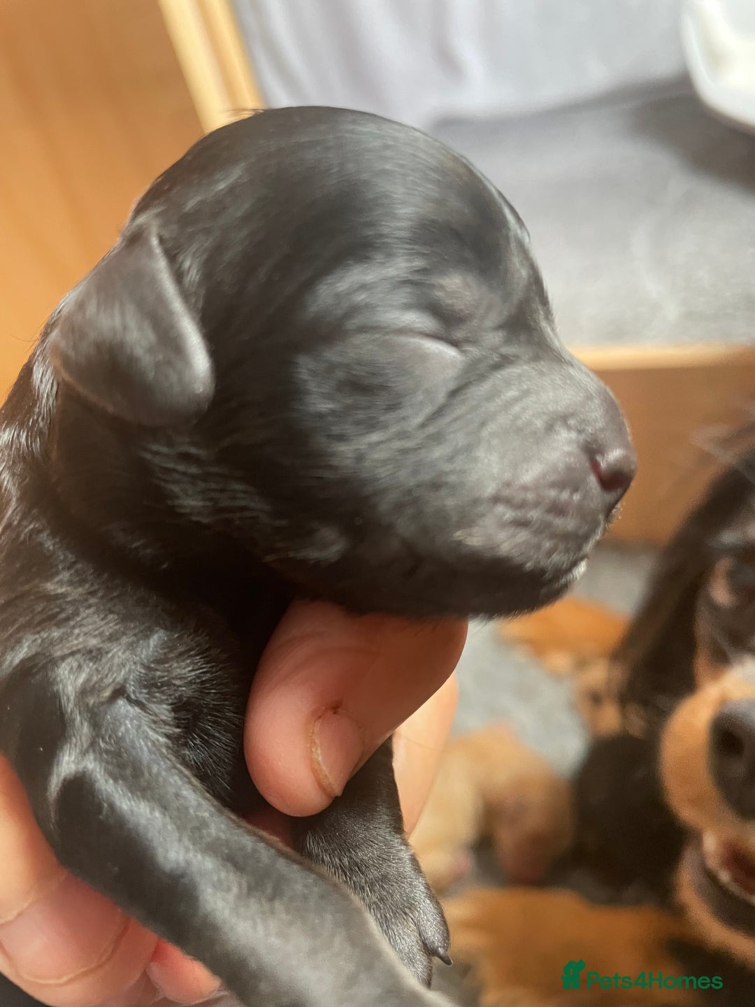 Cavapoo dogs for sale: Cavapoo - Image 22