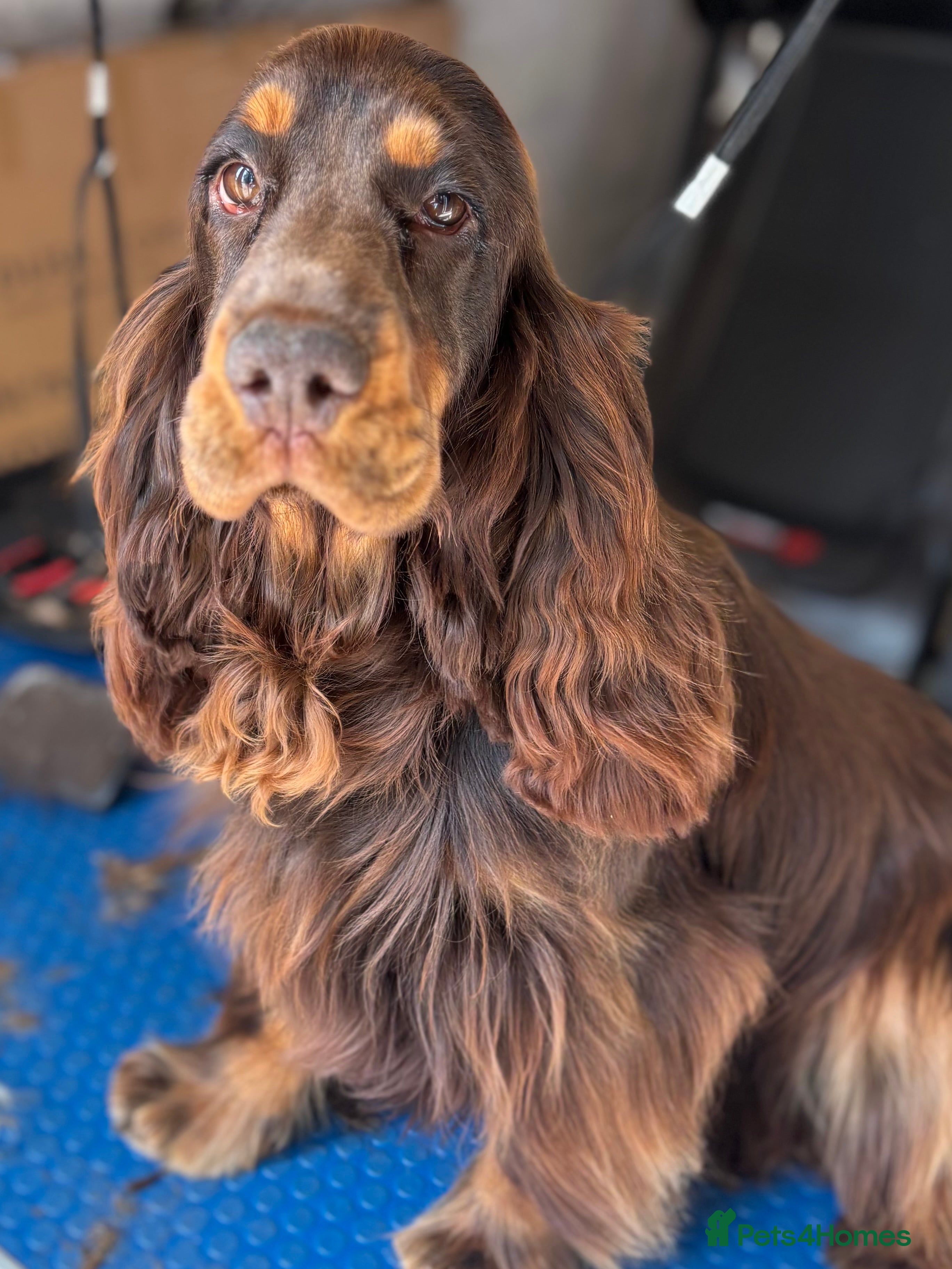 Cocker Spaniel dogs Meet Aero - Advert 6