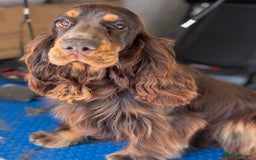 Cocker Spaniel dogs for stud: Meet Aero - Image 1