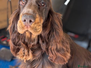 Cocker Spaniel dogs - Advert 30