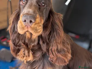 Cocker Spaniel dogs Meet Aero - Advert 18