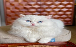 Persian cats for sale: Beautiful pedigree Chinchilla Persian cat - Image 1