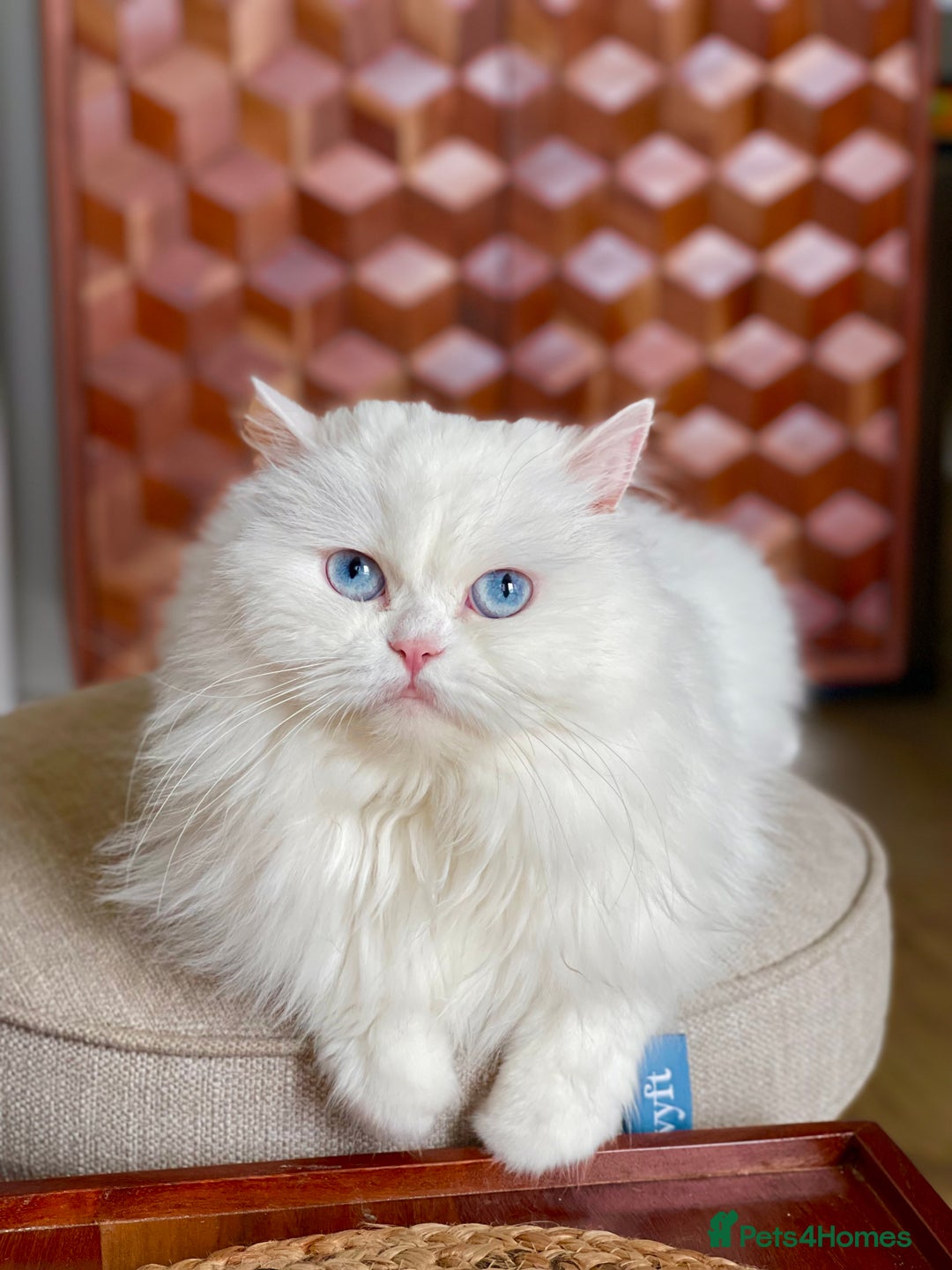 Persian cats for sale: Beautiful pedigree Chinchilla Persian cat - Image 1