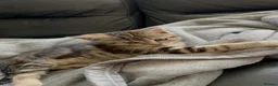 Mixed Breed cats for sale: Mixed breed kittens  - Advert 8