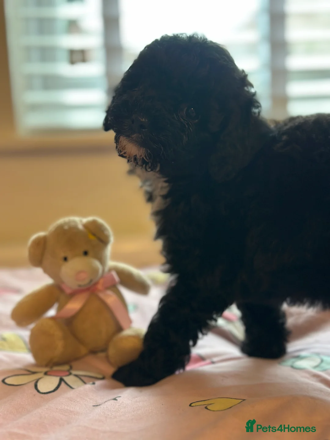 Poochon dogs for sale: Poochon pups 🩷🩵 - Advert 8